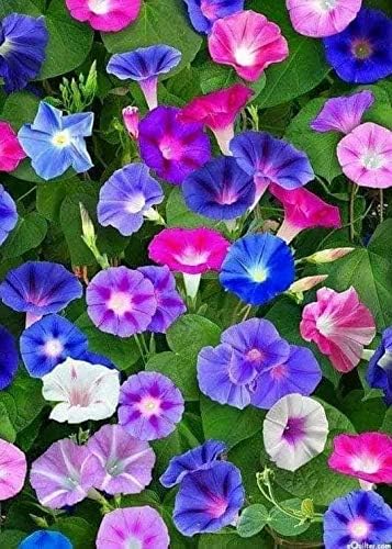 Seeds4planting – Semillas Morning Glory Purple Mix Ipomoea Flores anuales
