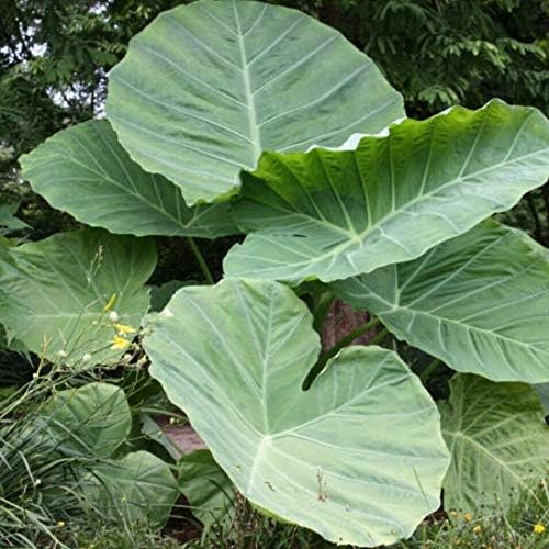 3 BOMBILLAS VIVAS Colocasia gigantea Tailandia Oreja de elefante gigante tailandés gigante enorme hoja