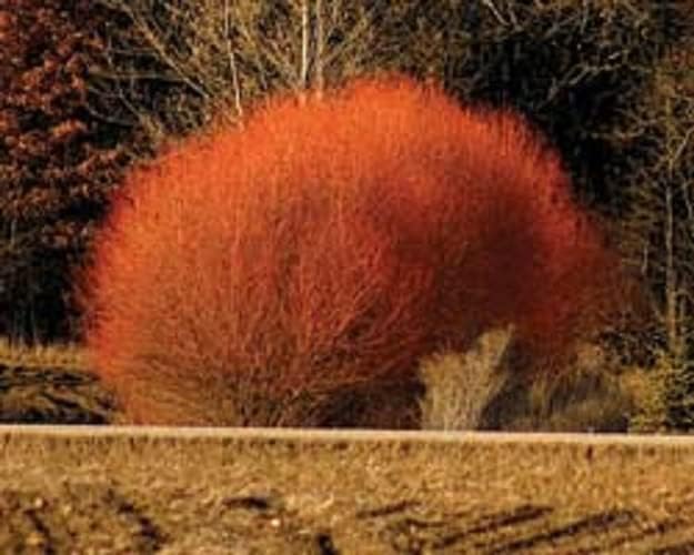 Willow Trees Red Flame – Arbusto ardiente – Crecimiento rápido y color impresionante (4 árboles)