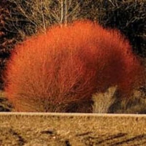 Willow Trees Red Flame – Arbusto ardiente – Crecimiento rápido y color impresionante (4 árboles) Willow Trees Red Flame – Arbusto ardiente – Crecimiento rápido y color impresionante (4 árboles)