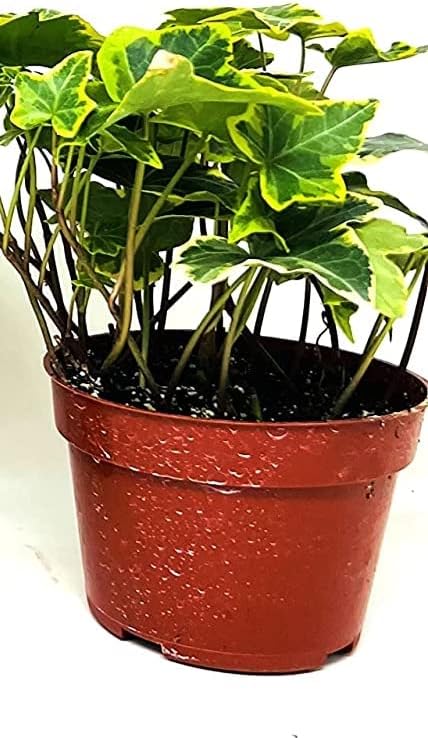 Gold Child English Ivy Maceta de 3″ Hedra Helix Plant