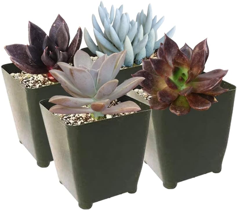Paquete de suculentas espeluznantes de Halloween  Juego de 246810243648 plantas suculentas únicas (2 suculentas)