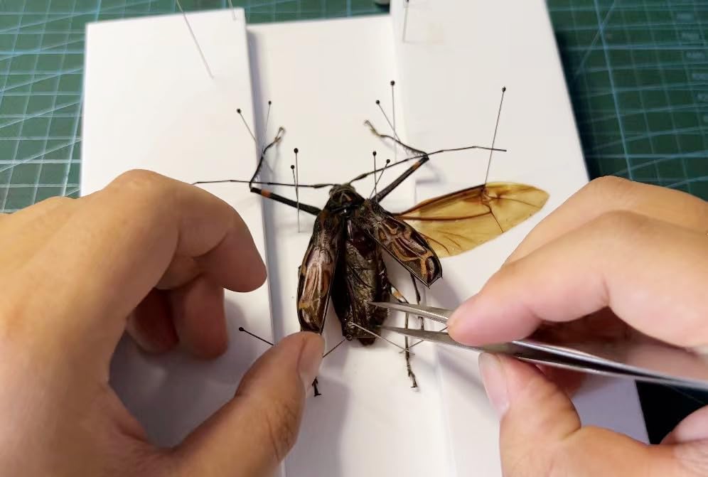 Kit de herramientas de fabricación de espécimen de insectos, (300 pines de insectos en tamaño #1, 2, 3) y (2 tablas de fijación de insectos),