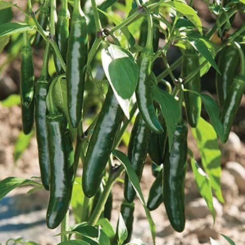 Semillas de pimiento picante serrano – Paquete de más de 100 unidades – para 2024 23,000 Scoville Mexicano Verde Verde Chile picante picante Chile
