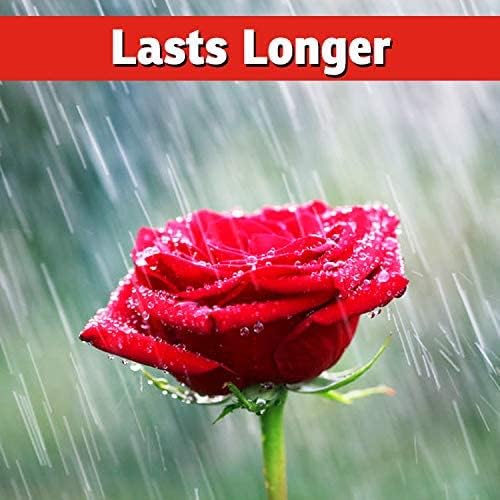 I Must Garden – Repelente de ciervos especial concentrado de 32 onzas + 32 onzas en aerosol listo para usar – Aroma natural a menta
