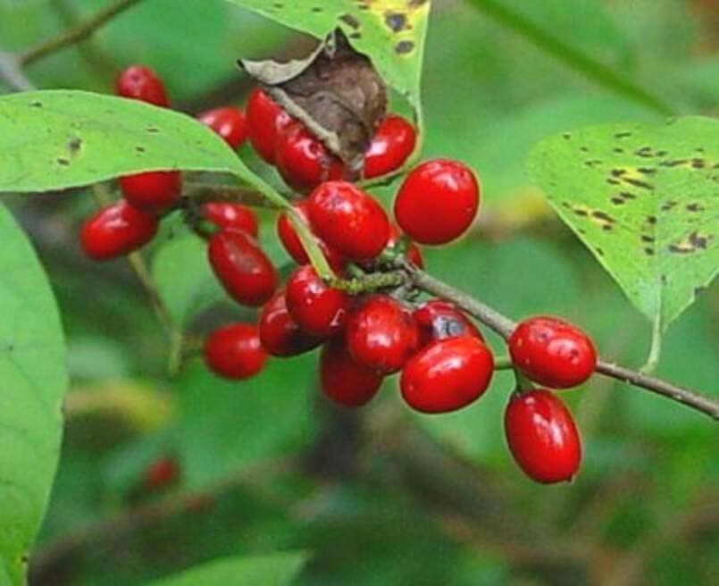 Semillas de arbusto de especia para plantar – Lindera Benzoin – (20 semillas)