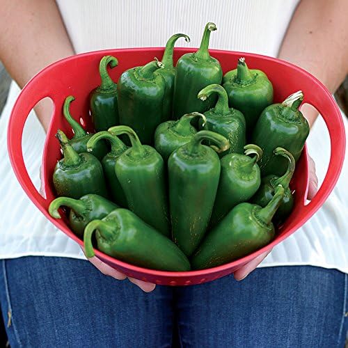 Park Seed Park’s Whopper – Semillas de pimiento jalapeño, paquete de 15 semillas