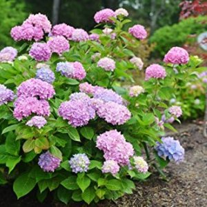 Endless Summer, hortensia Endless Summer, hortensia