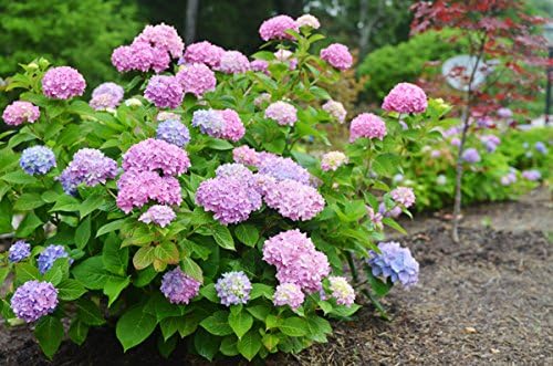 Endless Summer, hortensia