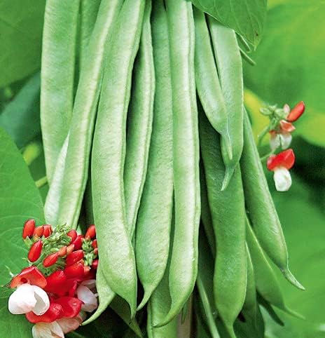 Semillas de frijol Scarlet Runner Pole para plantar, más de 25 semillas de reliquia por paquete, semillas de jardín de Isla (semillas de jardín de