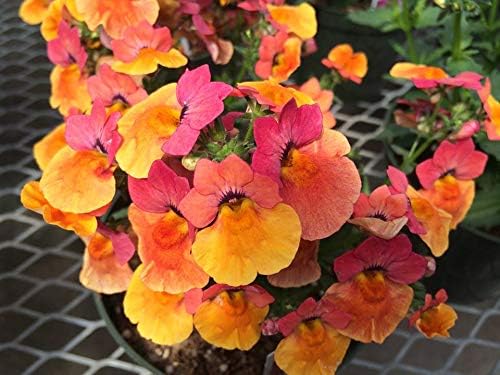 Nemesia Carnival Mix Flores anuales ornamentales de interior para plantar