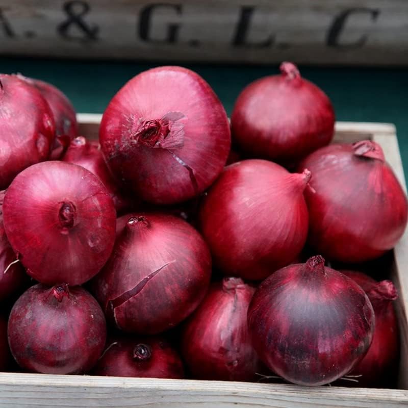 30 Juegos de cebolla roja Bulbos Juegos de cebolla Jardinería de otoño y primavera