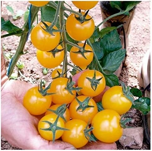 Semillas de tomate enano de interior amarillo determinan reliquia no transgénica