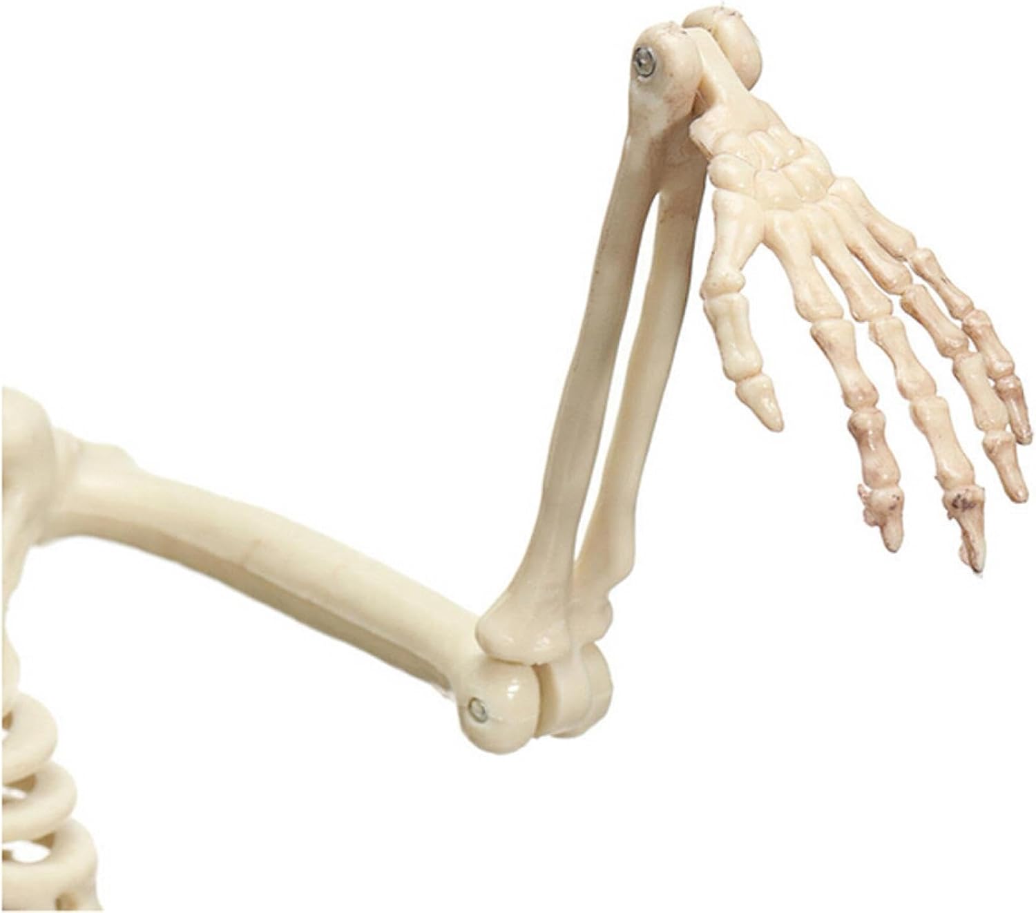 Esqueletos humanos de tamaño real para Halloween, esqueletos para adultos, huesos humanos de plástico con articulaciones móviles (blanco)