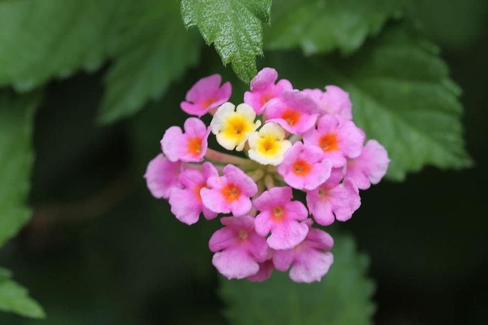 99roadsgarden Lantana Mix 100+ semillas de flores fáciles de cultivar para interiores y exteriores