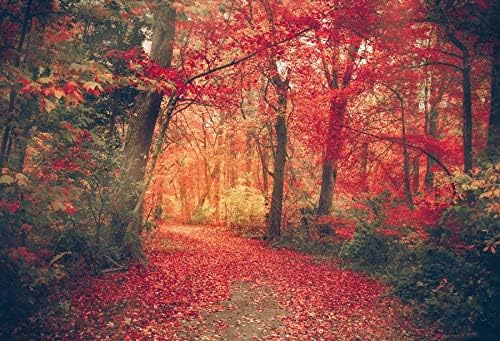OERJU Telón de fondo de bosque de arce otoñal de 7 x 5 pies, otoño, puesta de sol, bosque, camino, hojas rojas, camino, paisaje natural, fotografía,