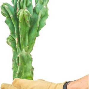 Monstrose Cactus – Monstrose Cereus Peruvianus (tamaño de 1 pie) Monstrose Cactus – Monstrose Cereus Peruvianus (tamaño de 1 pie)