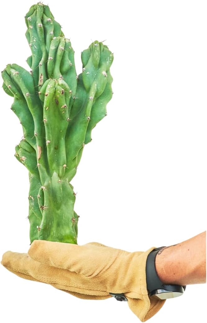 Monstrose Cactus – Monstrose Cereus Peruvianus (tamaño de 1 pie)