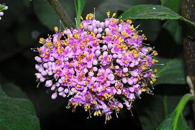 Callicarpa Americana Beautyberry Exótico Florida Native Fruit Bird Seed 30 Semillas