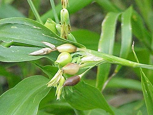 Semillas Coix Mijo Lágrimas de Trabajo Flores Anuales