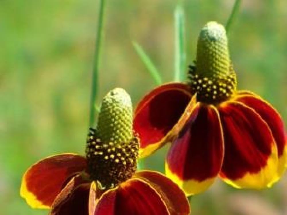 Sombrero mexicano, semillas de flor de sombrero mexicano rojo, más de 100 semillas por paquete.