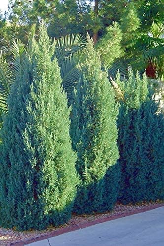 Blue Point Juniper  3 árboles vivos  Juniperus Chinensis  Plantas de hoja perenne de bajo mantenimiento tolerantes a la sequía