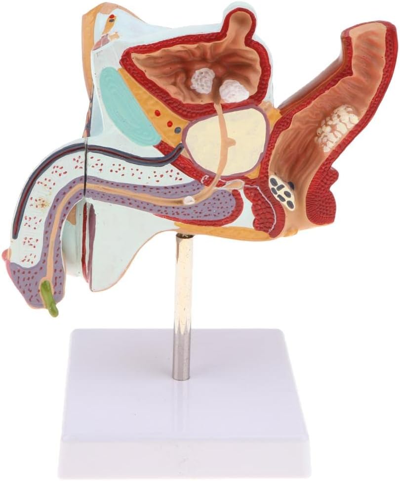Modelo de sistema urinario de reproducción masculina humana 11 Lifesize