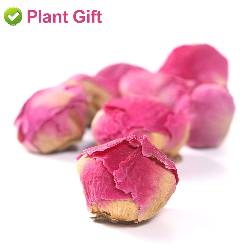PlantGift – Bola de peonía fragante de 1.76 onzas, 1.76 onzas, Paeonia lactiflora, flores de peonía secas naturales para suministros de fabricación
