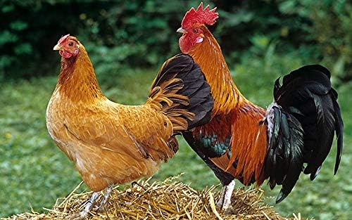 R1 Rooster Booster Protection Fighting Rooster Gamefowl – Guante protector de pollo, botas de seguridad para aves de corral para aves de corral,