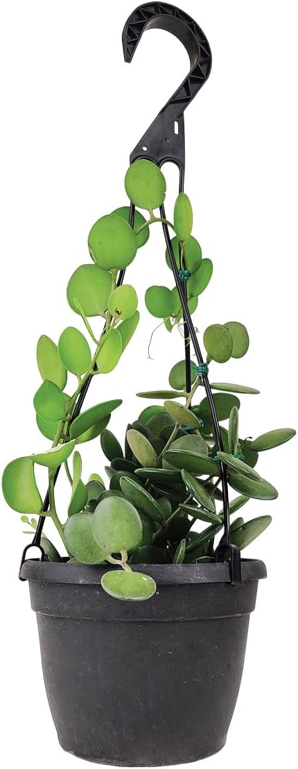 Rare Xerosicyos danguyi ‘Silver Dollar Vine’ (maceta de cultivo de 6 pulgadas)  Planta suculenta rara viva  Planta de interior  Planta de interior