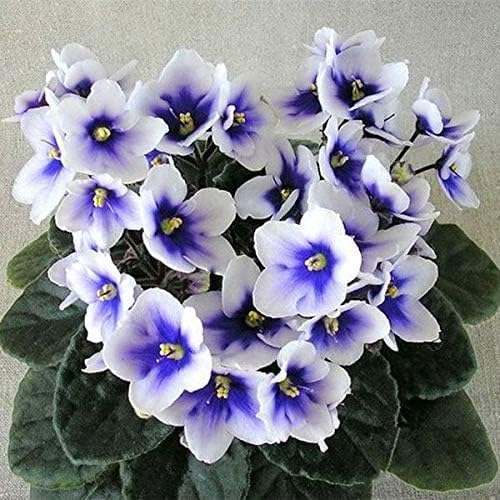 100 piezas de semillas de color mixto, semillas de violeta africana, mini plantas de jardín flores violetas