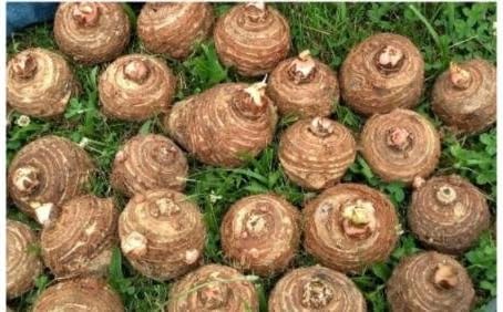 15 bulbos listos para crecer Colocasia Esculenta Elefante Oreja Taro Gabi Kalo Eddo Hojas Árbol Plantación viva