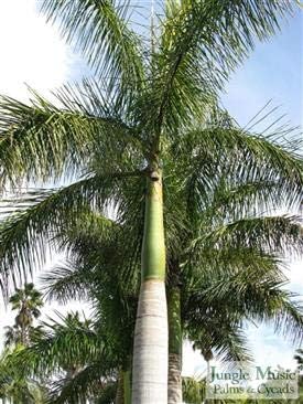 Royal Palm Tree Seeds, Roystonea Regia, también conocida como CubanFlorida Royal Palm, 20 semillas de árbol de alta calidad, palmera exótica,