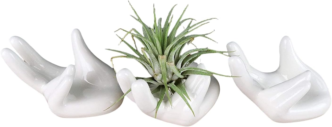 Soporte para plantas de aire, bonito recipiente de cerámica para plantas de aire Tillandsia para suculentas, decoración del hogar para estante de