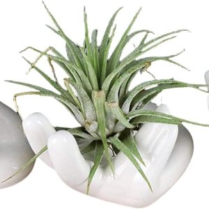 Soporte para plantas de aire, bonito recipiente de cerámica para plantas de aire Tillandsia para suculentas, decoración del hogar para estante de Soporte para plantas de aire, bonito recipiente de cerámica para plantas de aire Tillandsia para suculentas, decoración del hogar para estante de