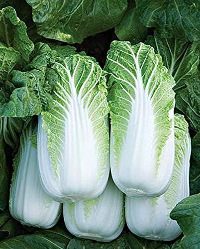 Semillas Verduras Pekín Col China Michelle Green – 100 Semillas