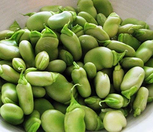 Semillas de frijol de caballo (también conocidas como semillas de frijol Fava) sin OMG, aproximadamente 20-25 semillas por paquete, frijol carnoso