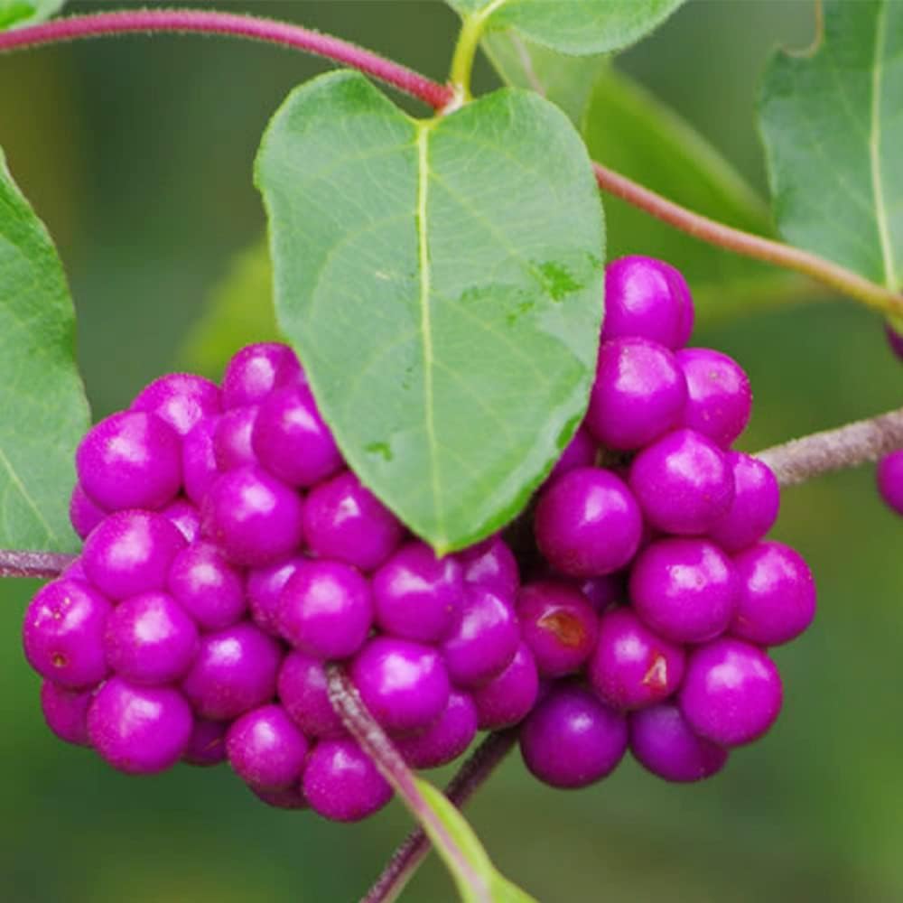 QAUZUY GARDEN 50 semillas de bayas de belleza americanas (Callicarpa Americana)  Arbusto de morera francesa nativa Beautyberry  Llamativa planta de