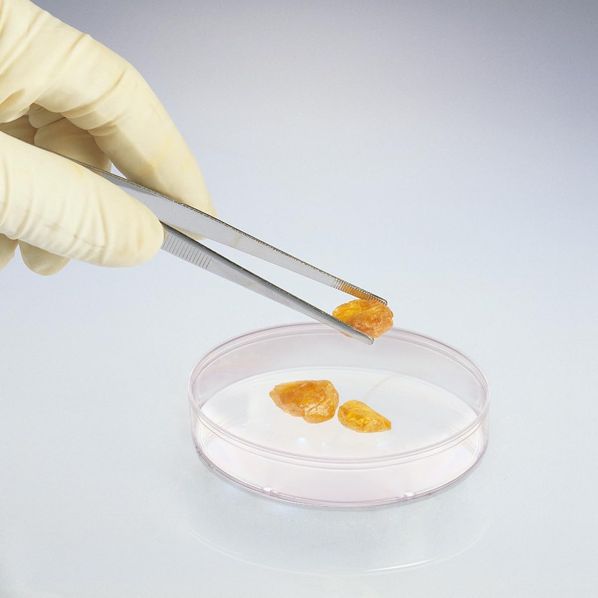 Totority Pipette – Juego de platos de Petri de plástico de 2.756in con tapa para laboratorio, estudio de experimentos, plato redondo Petri