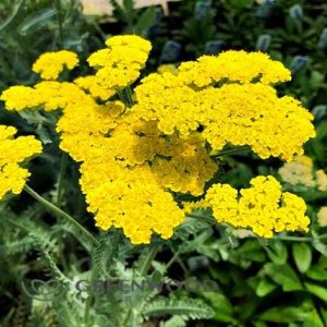 Greenwood Nursery Plantas perennes vivas – Achillea ‘Moonshine’ Milenrama – Cantidad 1 maceta de pinta – (Haga clic para ver otras plantas Greenwood Nursery Plantas perennes vivas – Achillea ‘Moonshine’ Milenrama – Cantidad 1 maceta de pinta – (Haga clic para ver otras plantas