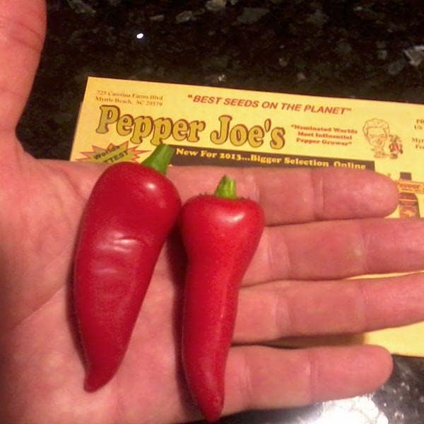 Pepper Joe’s Semillas de pimiento jalapeño temprano  Paquete de 10 semillas de jalapeño de maduración rápida  Cultivadas en Estados Unidos  Semillas