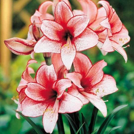 Amaryllis – Kit de cultivo de regalo navideño, incluye una atractiva maceta de lata blanca, una bombilla de gran carisma y un medio de cultivo