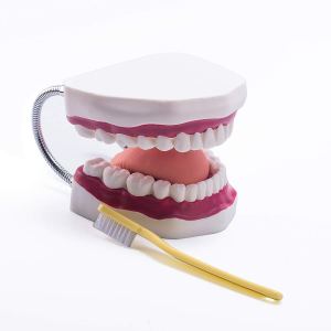El modelo dental del diente grande 6 veces amplía el modelo de la boca de la dentadura con la lengua movible para la terapia del habla El modelo dental del diente grande 6 veces amplía el modelo de la boca de la dentadura con la lengua movible para la terapia del habla