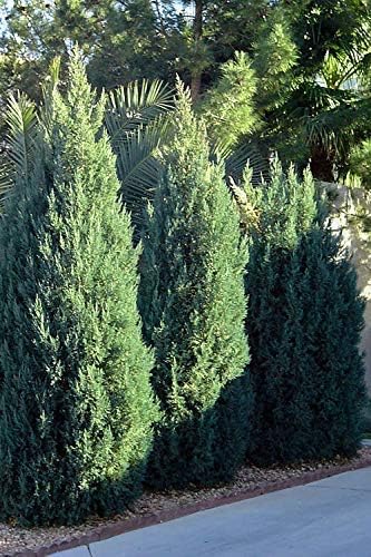 Enebro griego espinoso – 3 árboles vivos – Juniperus Chinensis