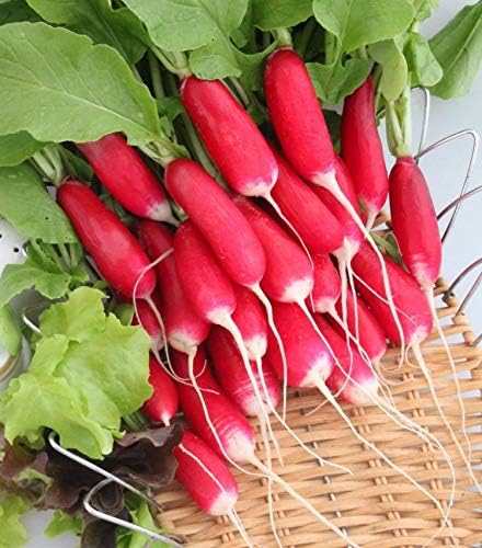 Semillas de Rábano Francés Vegetal 18 Días Temprano Rojo Heirloom – 300 Semillas