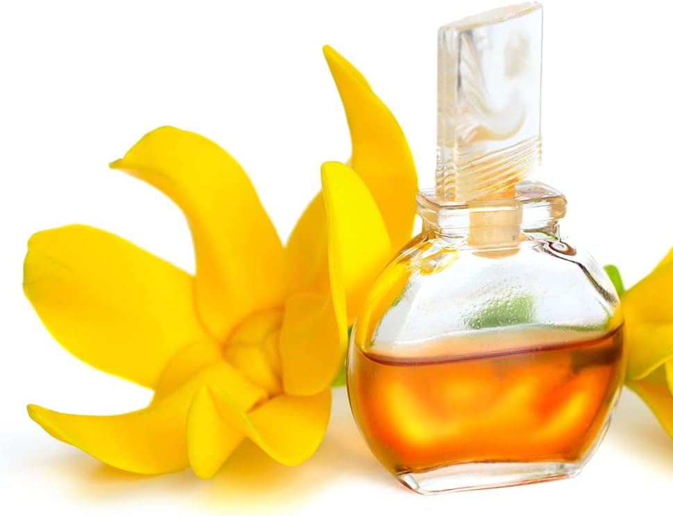 QAUZUY GARDEN 3 semillas de Ylang Ylang (Cananga odorata) Semillas de Perfume Árbol “Reina de los Perfumes” – Acento muy fragante y florece durante