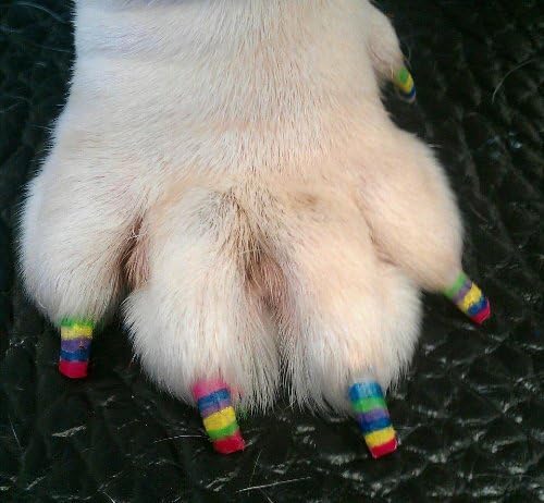Lápiz de pedicura Warren London Pawdicure, esmalte de uñas para perro, paquete de de 1, Anaranjado Neón