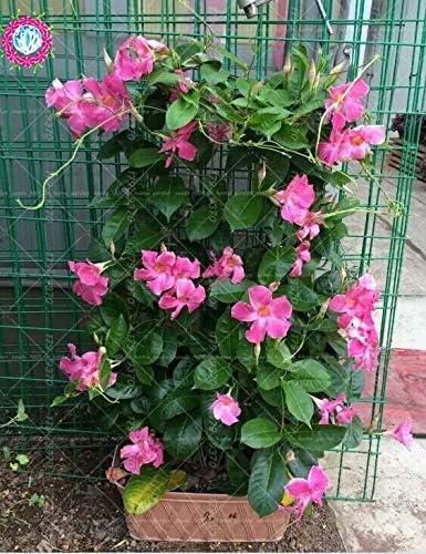 Semillas frescas de flores Mandevilla Sanderi para plantar rosa y blanco