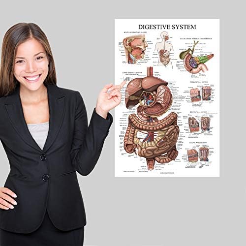 Palace Learning Cuadro anatómico laminado del sistema digestivo – Cartel de anatomía gastrointestinal 18″ x 24″