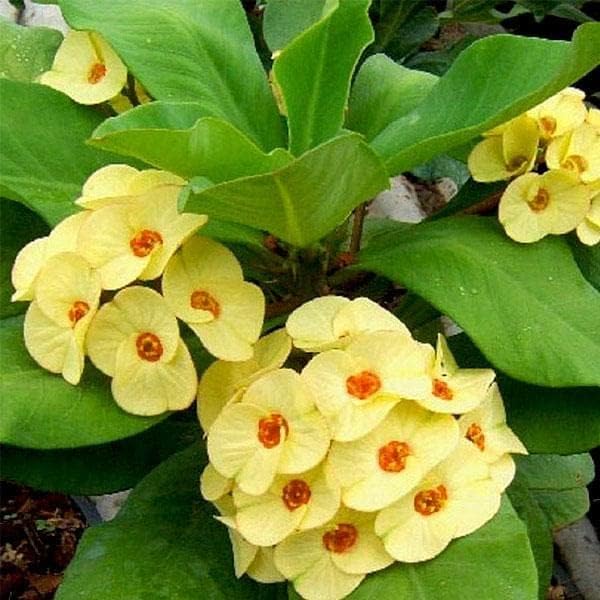 Nuevas semillas de flores frescas de Euphorbia 100pcs Generic